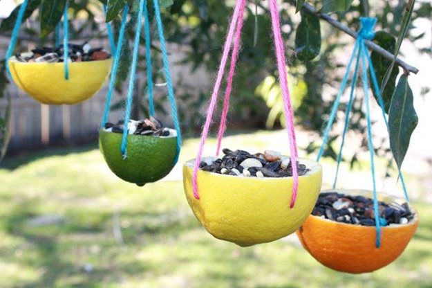 bird feeders made from citrus fruit